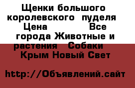 Щенки большого (королевского) пуделя › Цена ­ 25 000 - Все города Животные и растения » Собаки   . Крым,Новый Свет